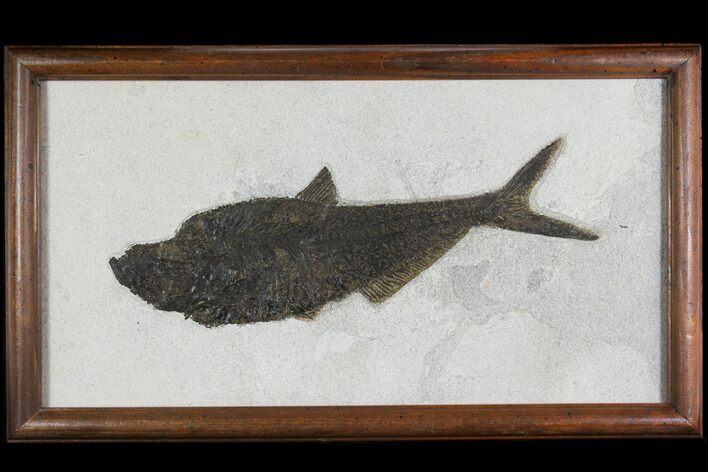 Framed Fossil Fish (Diplomystus) - Wyoming #149761